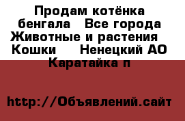 Продам котёнка бенгала - Все города Животные и растения » Кошки   . Ненецкий АО,Каратайка п.